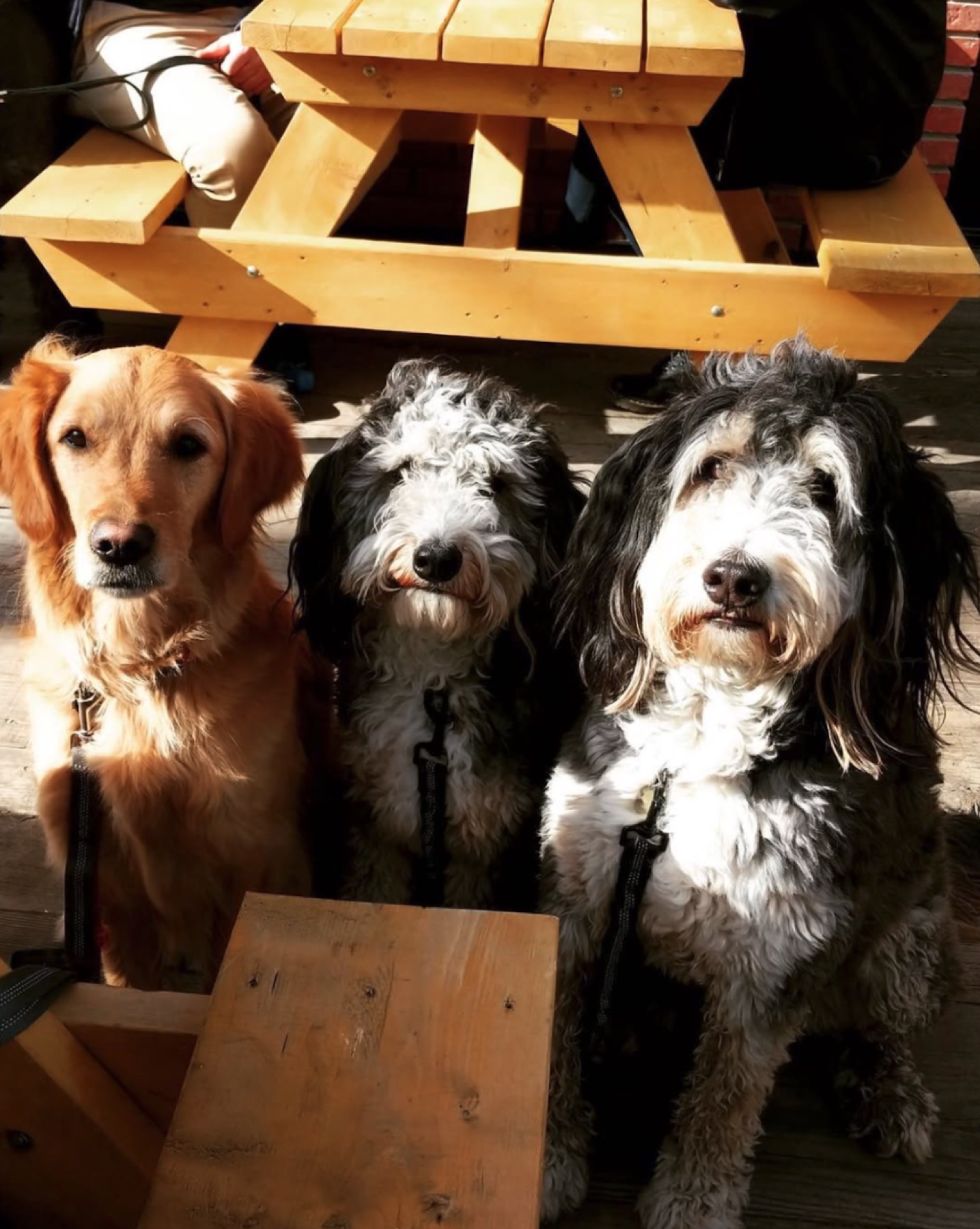 Three dogs waiting at a picnic table on the Dogpatch patio