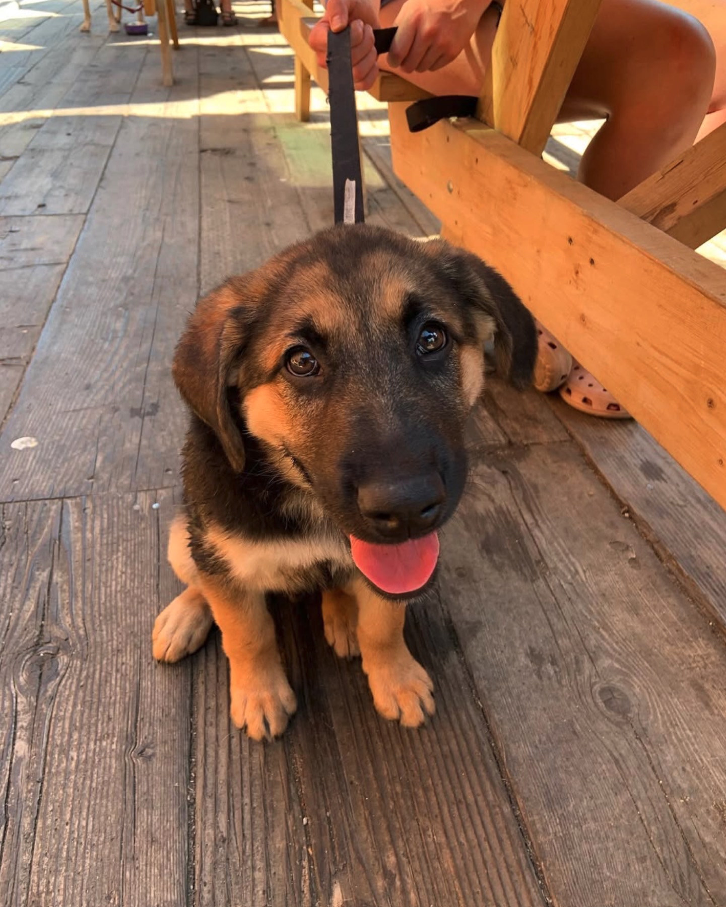 A puppy visiting the Dogpatch patio